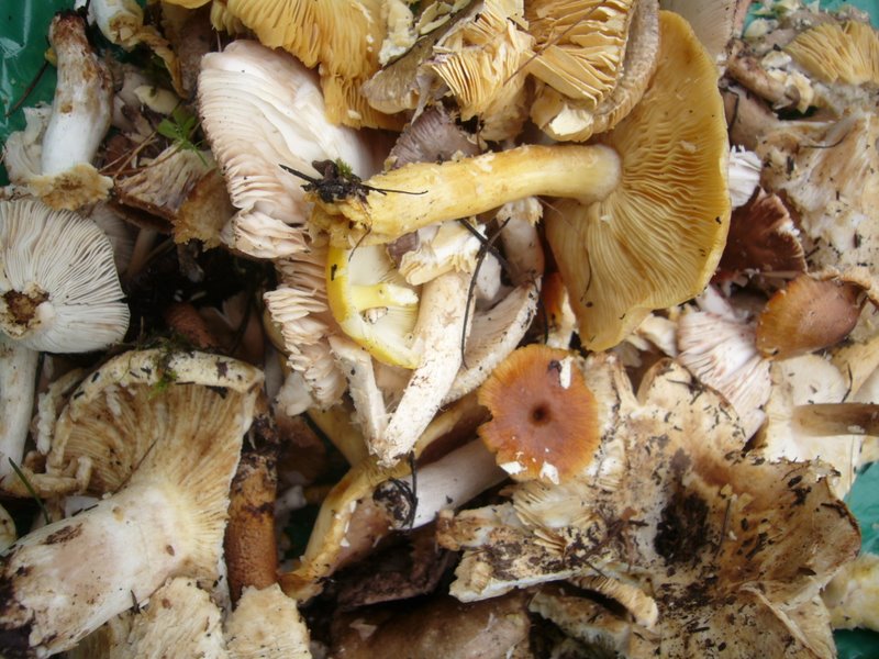 Here's what we picked in an hour of forest adventuring.
